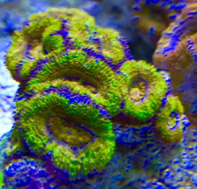 Acanthastrea lordhowensis Großpolypige Steinkoralle