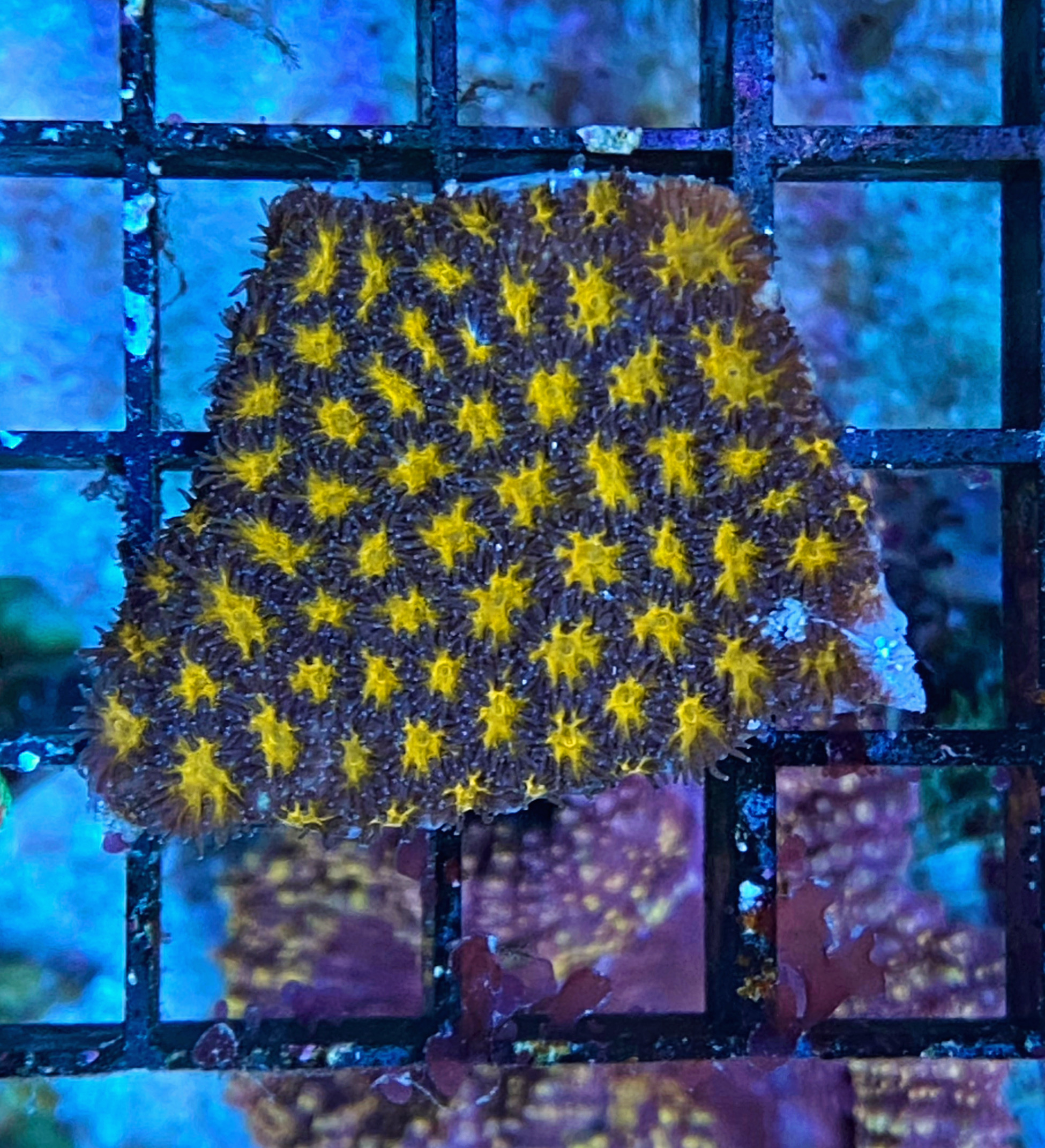 Leptastrea purpurea - Burning Ember - WYSIWYG 413a