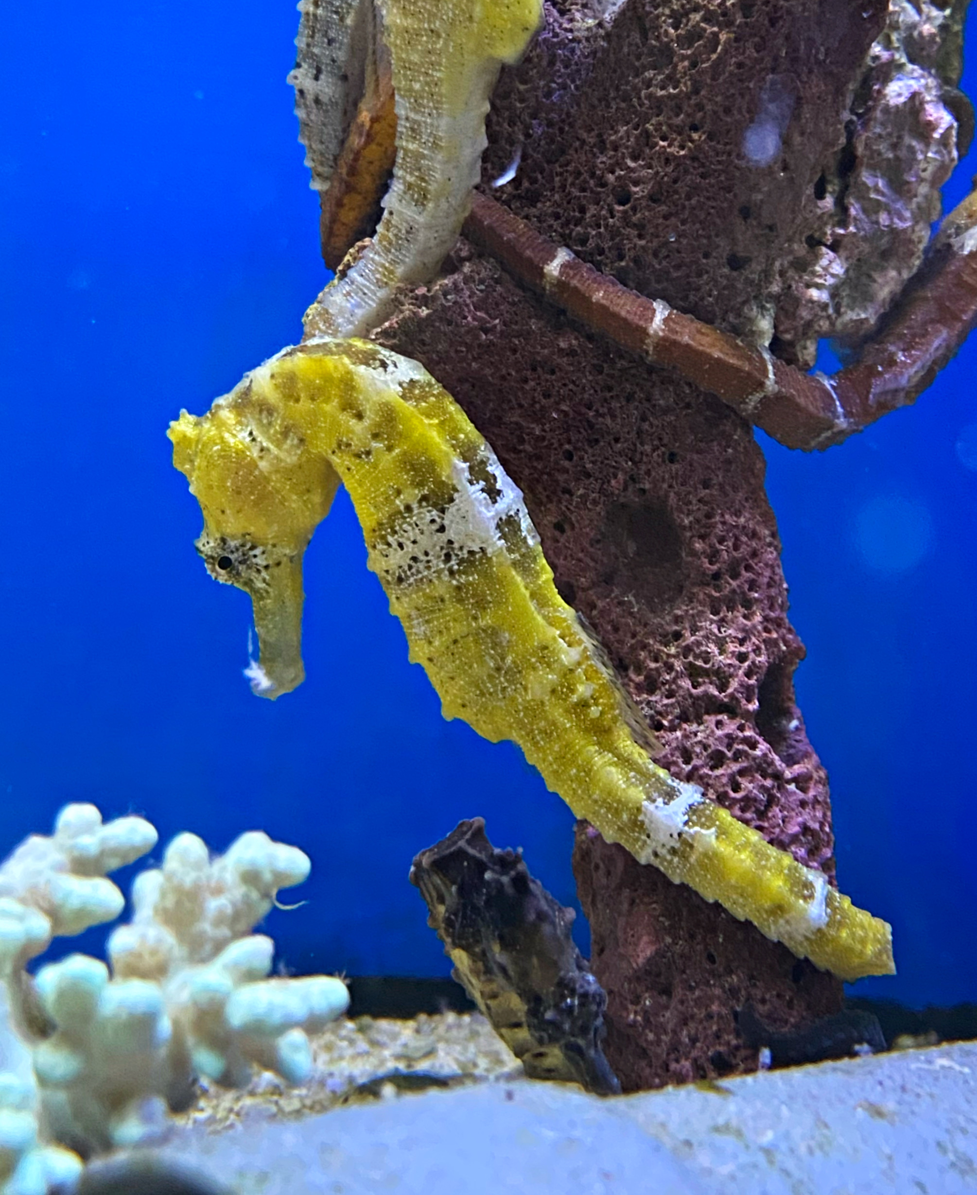 Hippocampus reidi Langschnäuziges Seepferdchen -yellow - Nachzucht - Frau