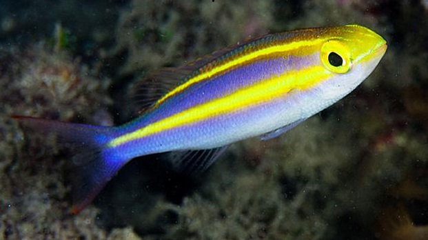 Pentapodus emeryii Emerys Scheinschnapper - Bananenfisch