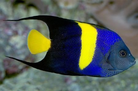 Pomacanthus asfur - Halbmond-Kaiserfisch - Adult