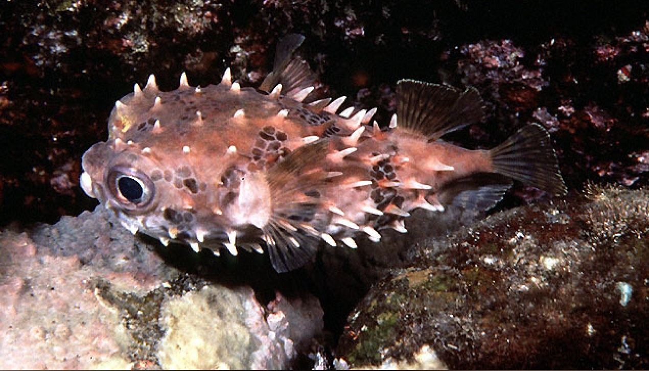 Igelfisch-Kurzstachel Cyclichthys orbicularis 