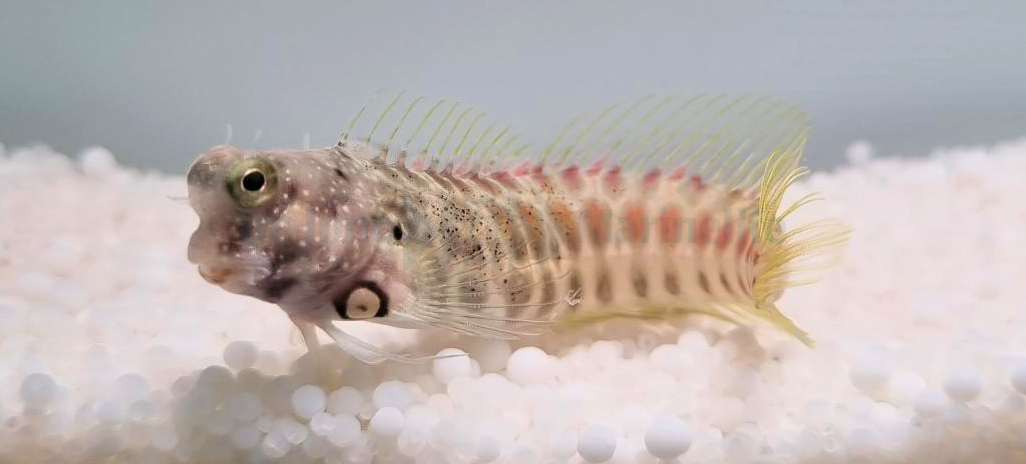 Salarias segmentatus Segmentierter Schleimfisch