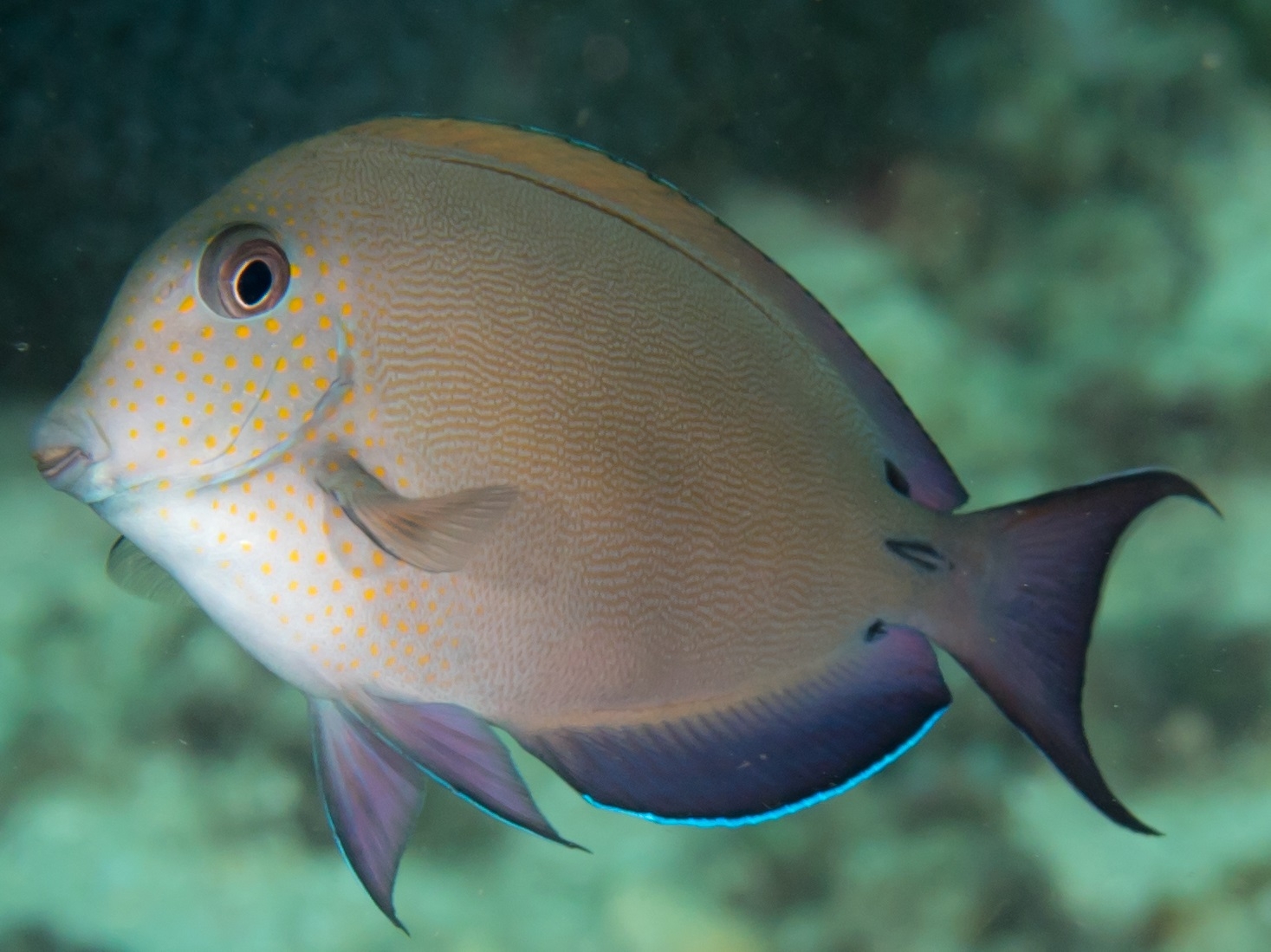 Acanthurus nigrofuscus Brauner Doktorfisch-M