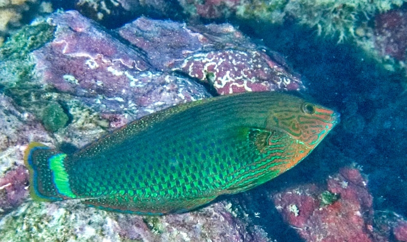Halichoeres marginatus - Prachtregenbogenlippfisch