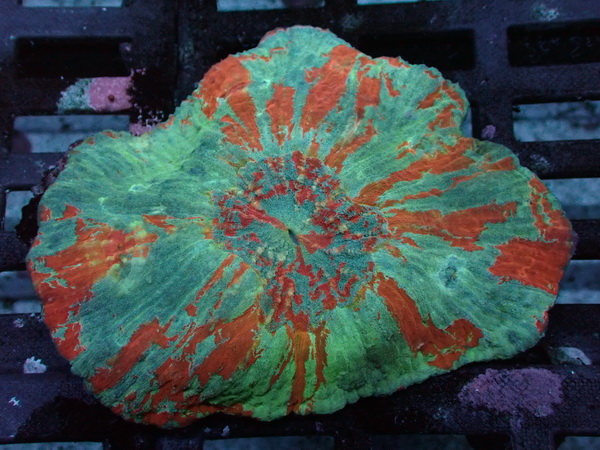 Australomussa rowleyensis - Color Explosion - WYSIWYG 89