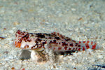 Mandarinfisch-Stern Synchiropus stellatus 