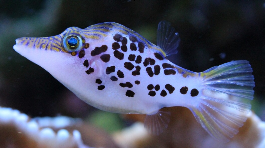 Canthigaster leoparda Leopard-Kugelfisch