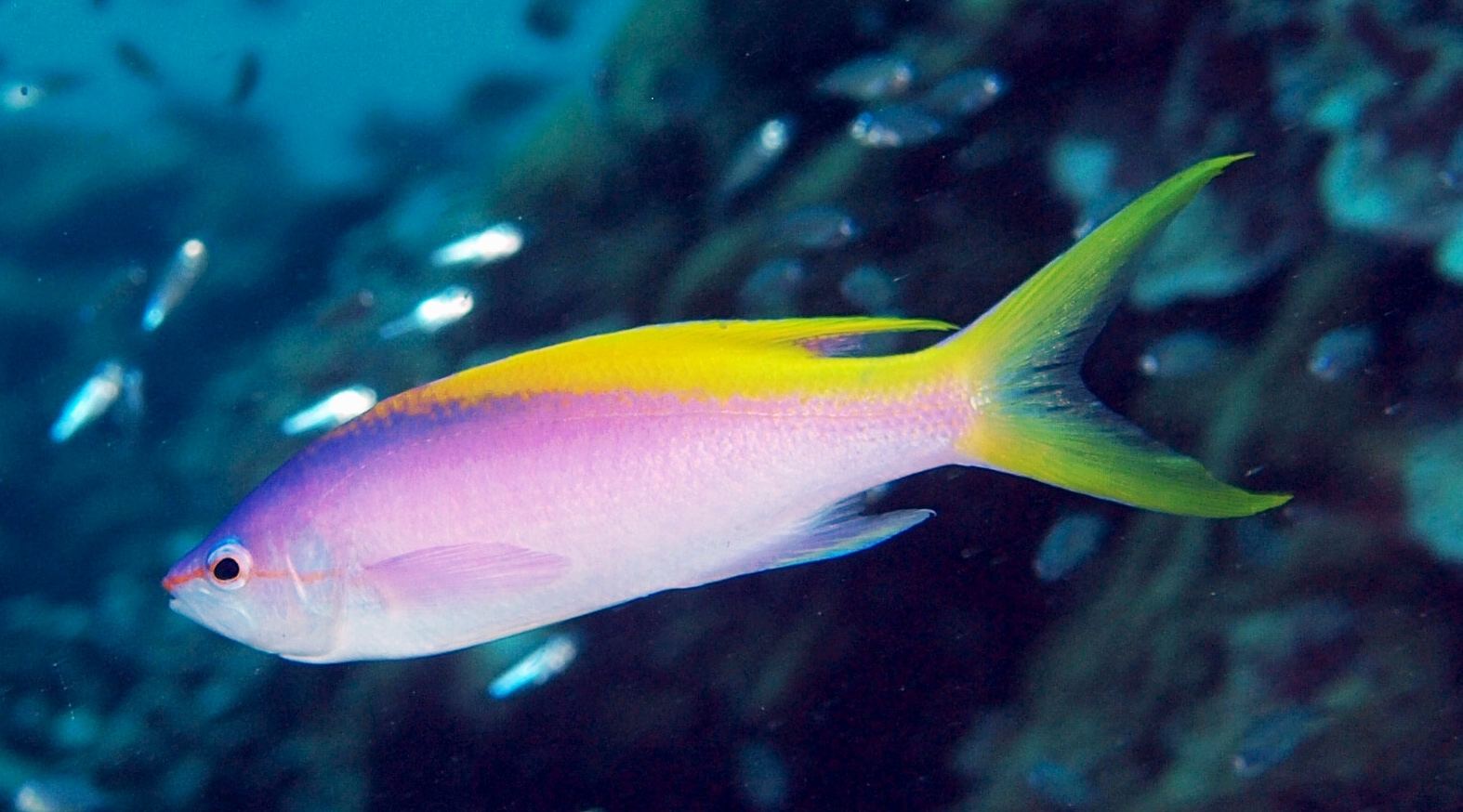 Pseudanthias evansi Mirolabrichthys evansi