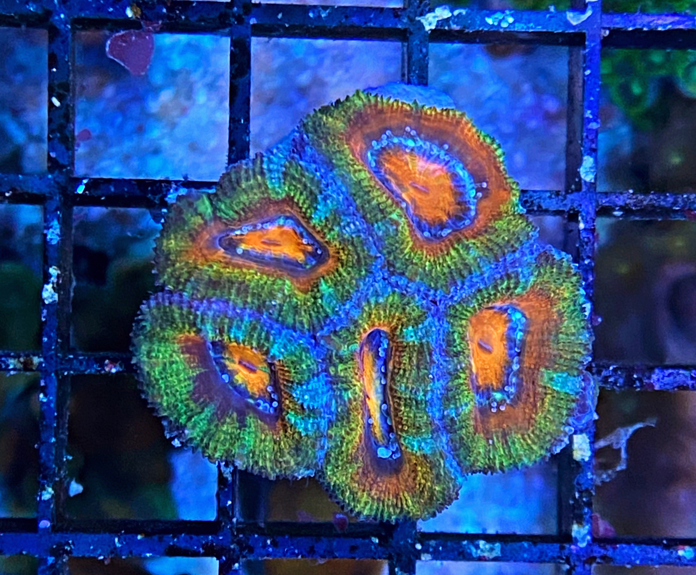 Acanthastrea lordhowensis - Großpolypige Steinkoralle - Color flash - WYSIWYG 123