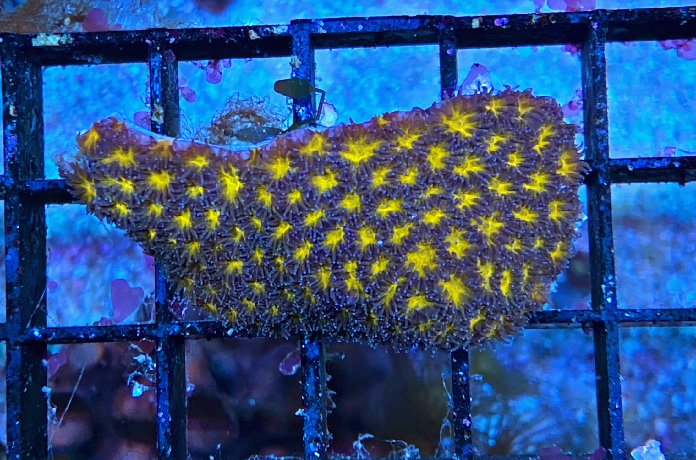 Leptastrea purpurea - Burning Ember - WYSIWYG 413