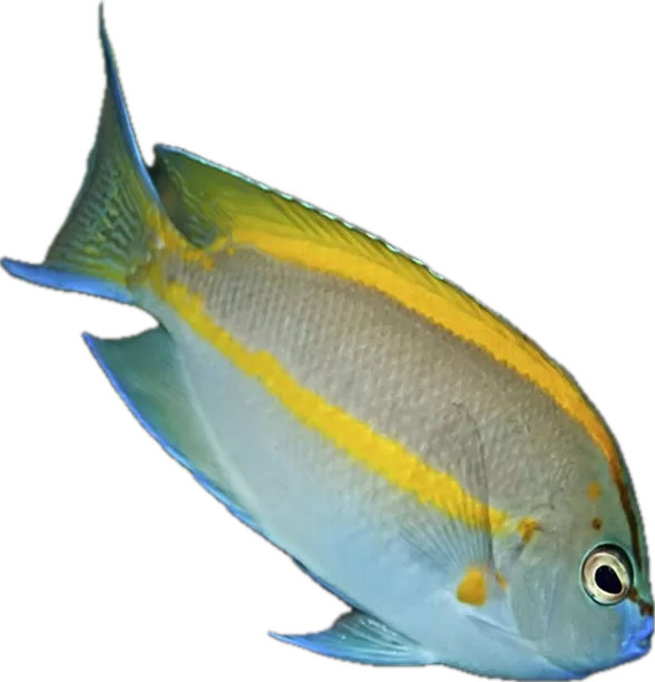 Genicanthus bellus Pracht-Lyrakaiserfisch Paar