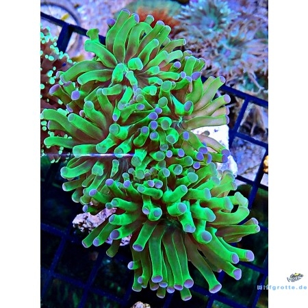 Euphyllia paradivisa - green/ purple tips 