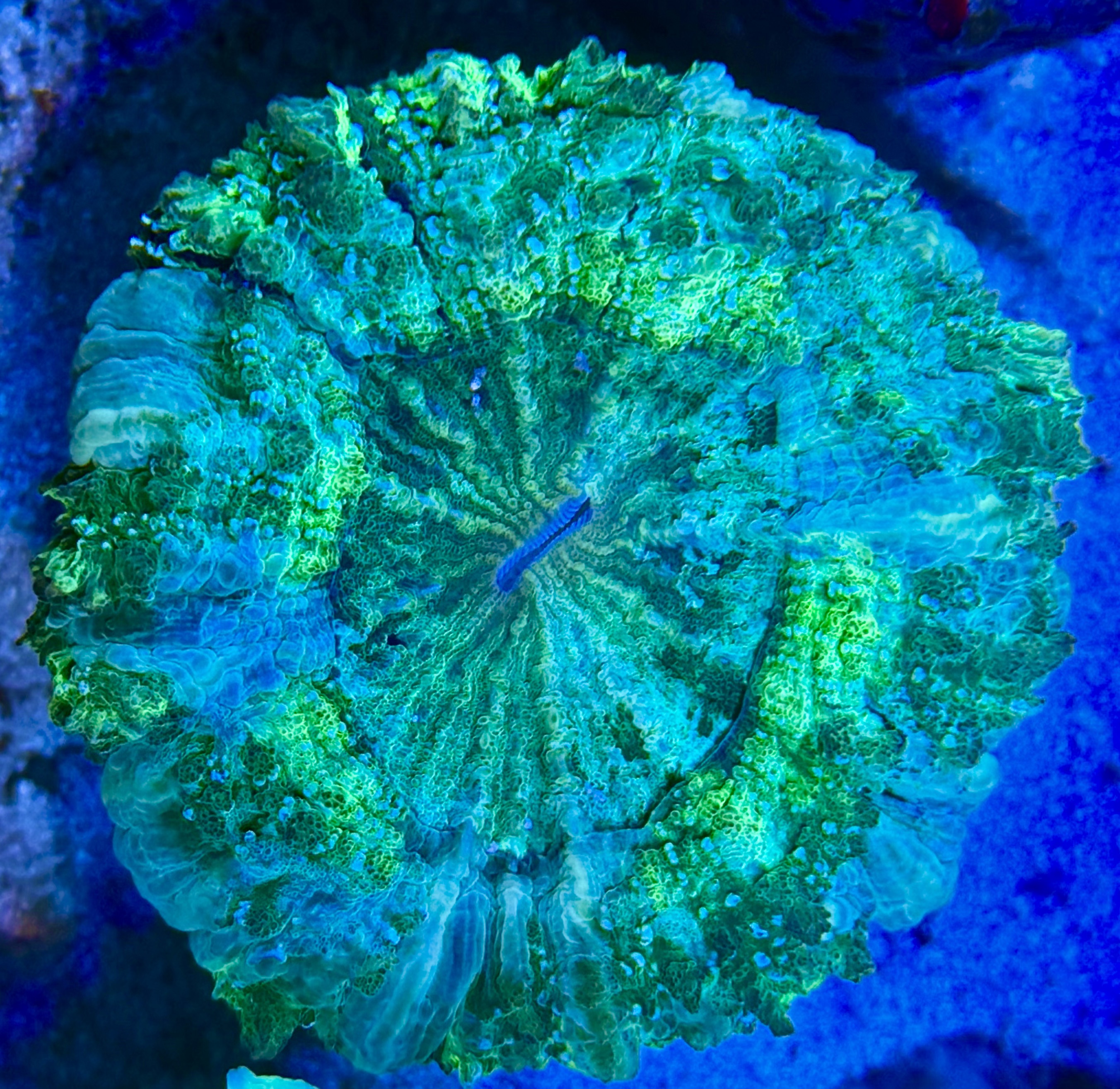 Acanthophyllia deshayesiana -Tränenkoralle - WYSIWYG 103c - master green 