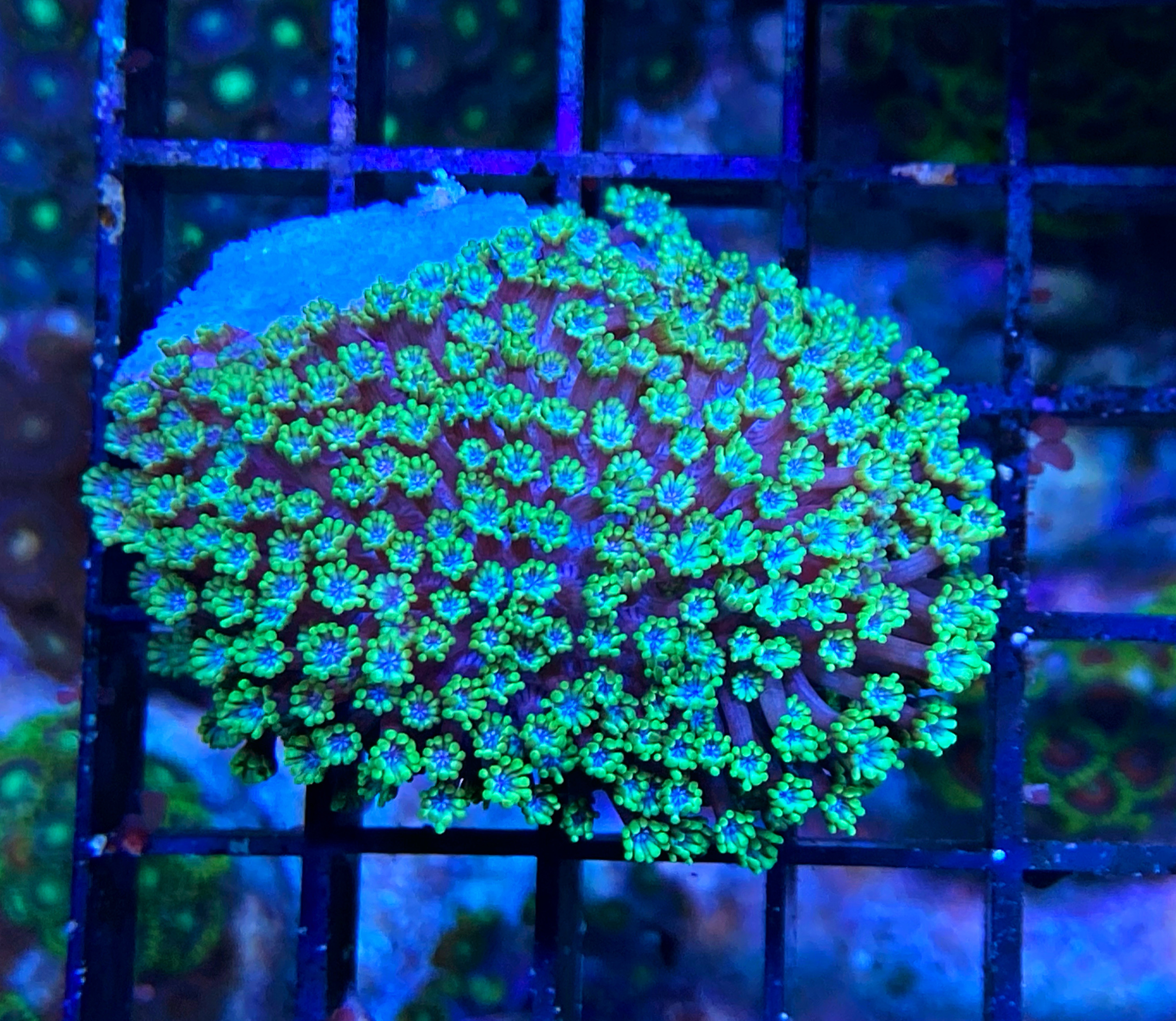 Alveopora gigas - Margeritenkoralle - green/ blue colored center - WYSIWYG 171