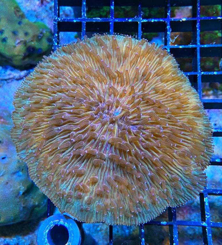 Fungia repanda - Plattenkoralle - WYSIWYG 116 - purple tip