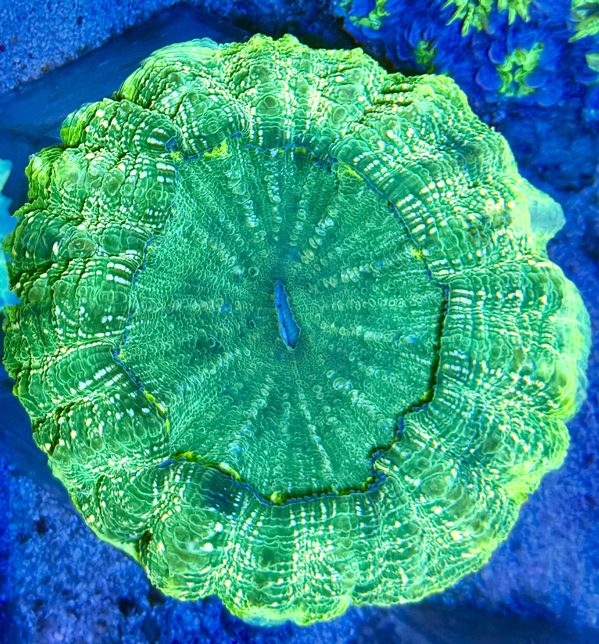  Acanthophyllia deshayesiana -TTränenkoralle  - WYSIWYG 103c - ultra green