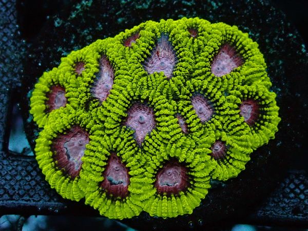 Favia spec. Special Color - WYSIWYG 10
