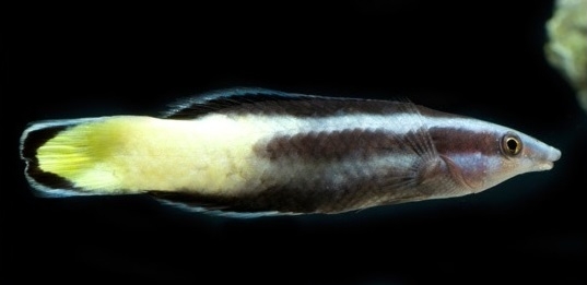 Labroides bicolor Zweifarben Putzerlippfisch