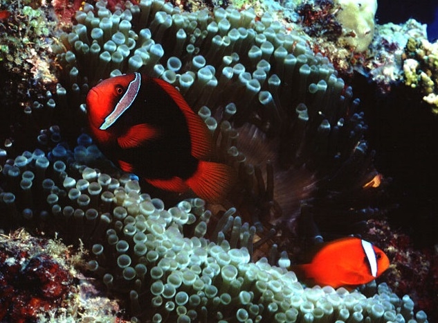 Anemonenfisch - Amphiprion frenatus 