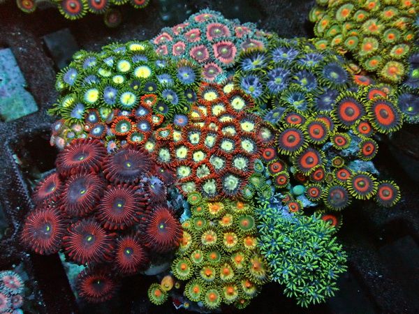 Zoanthus - Signature Zoa Garden - Multi Color - WYSIWYG