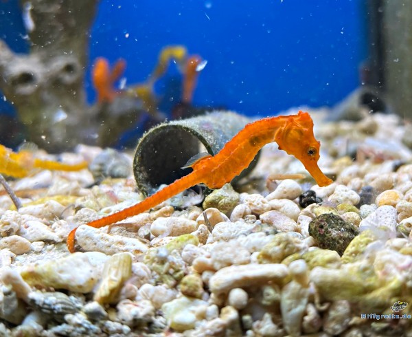 Hippocampus kuda: Langschnäuziges Seepferdchen Color Orange 
