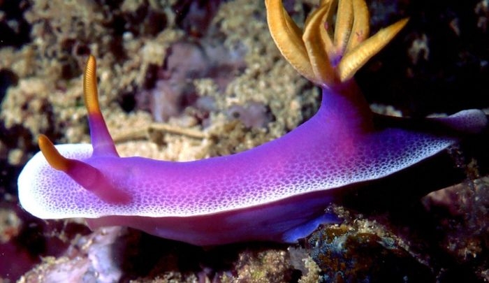 Hypselodoris apolegma/ bullockii - Lila-Prachtsternschnecke