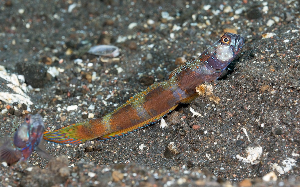 Amblyeleotris latifasciata Weißstreifen Wächtergrundel