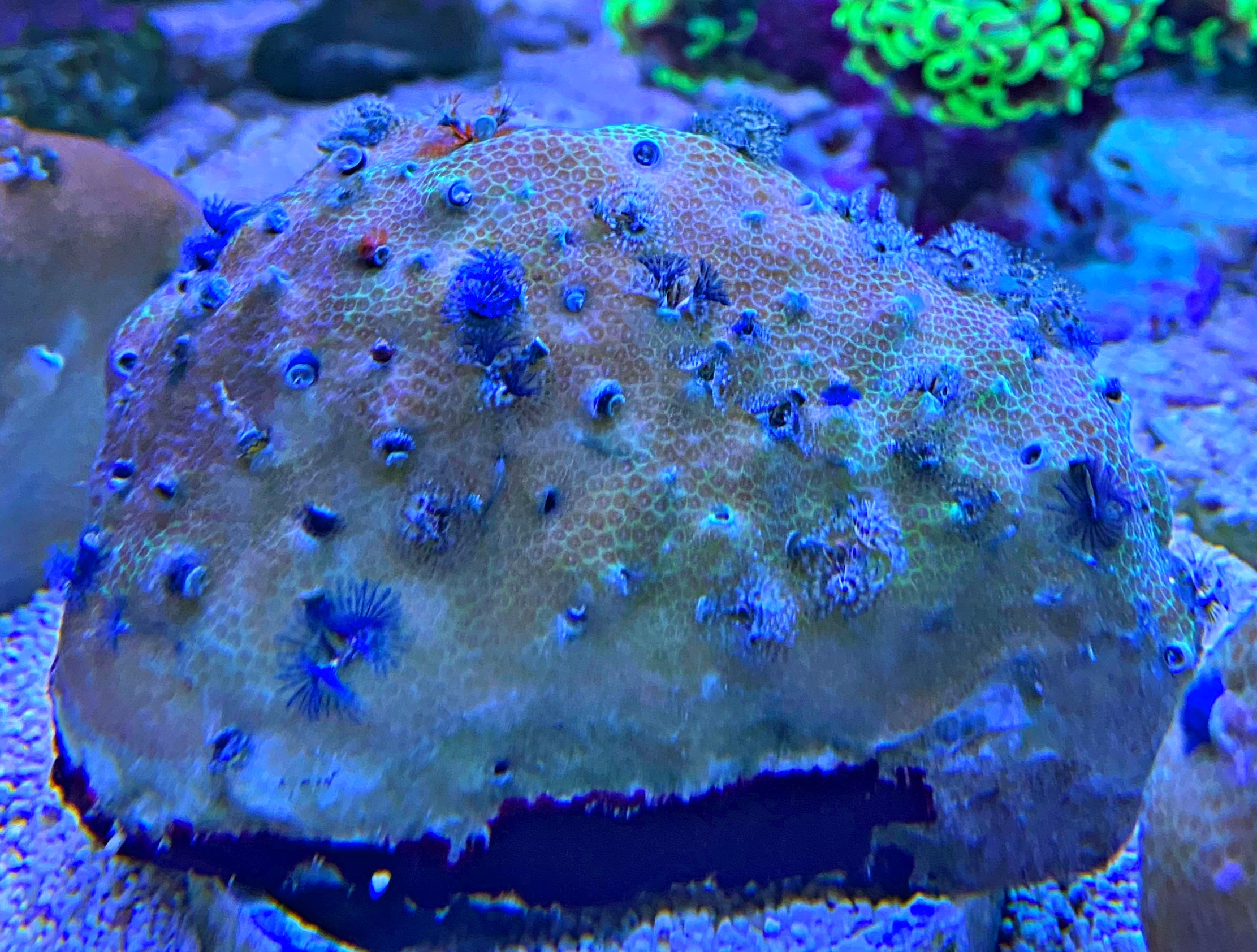 Porites lobata - Multicolor  - S