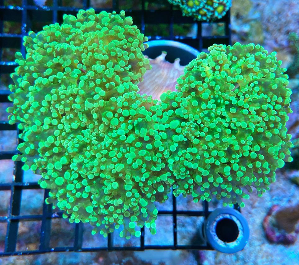 Euphyllia Divisa  - WYSIWYG 10 -  Ultra neon Green 