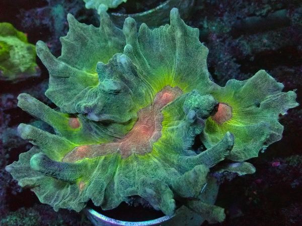 Pectinia alcicornis - Kamm-Koralle - WYSIWYG P1