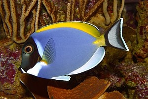 Acanthurus leucosternon - Weißkehl Doktorfisch-M