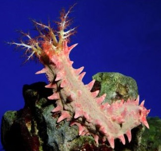 Colochirus crassus Kleine Warzen-Seewalze