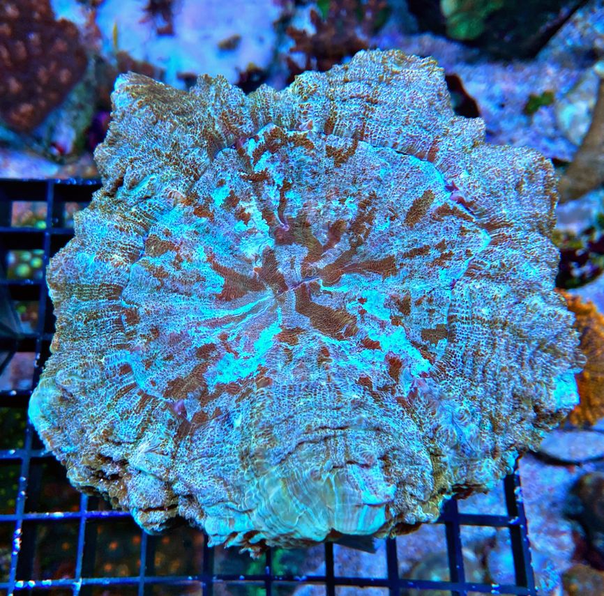 Acanthophyllia deshayesiana -Tränenkoralle - WYSIWYG 136 - green mirrow