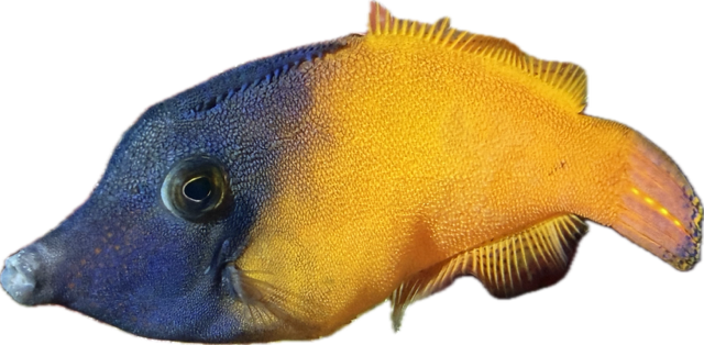  Feilenfisch - Pervagor melanocephalus