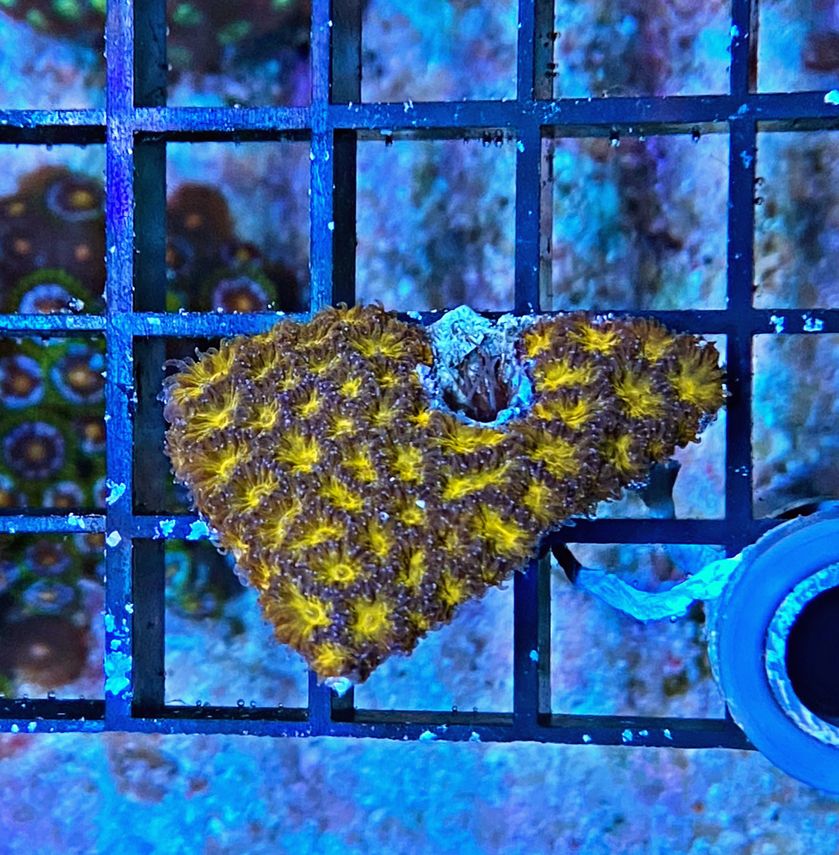 Leptastrea purpurea - Burning Ember - WYSIWYG 413