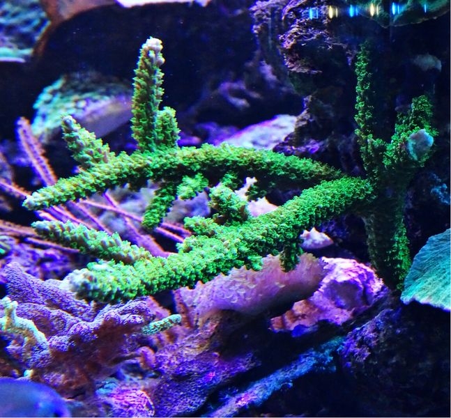 Acropora tumida - Enzmann-Acropora