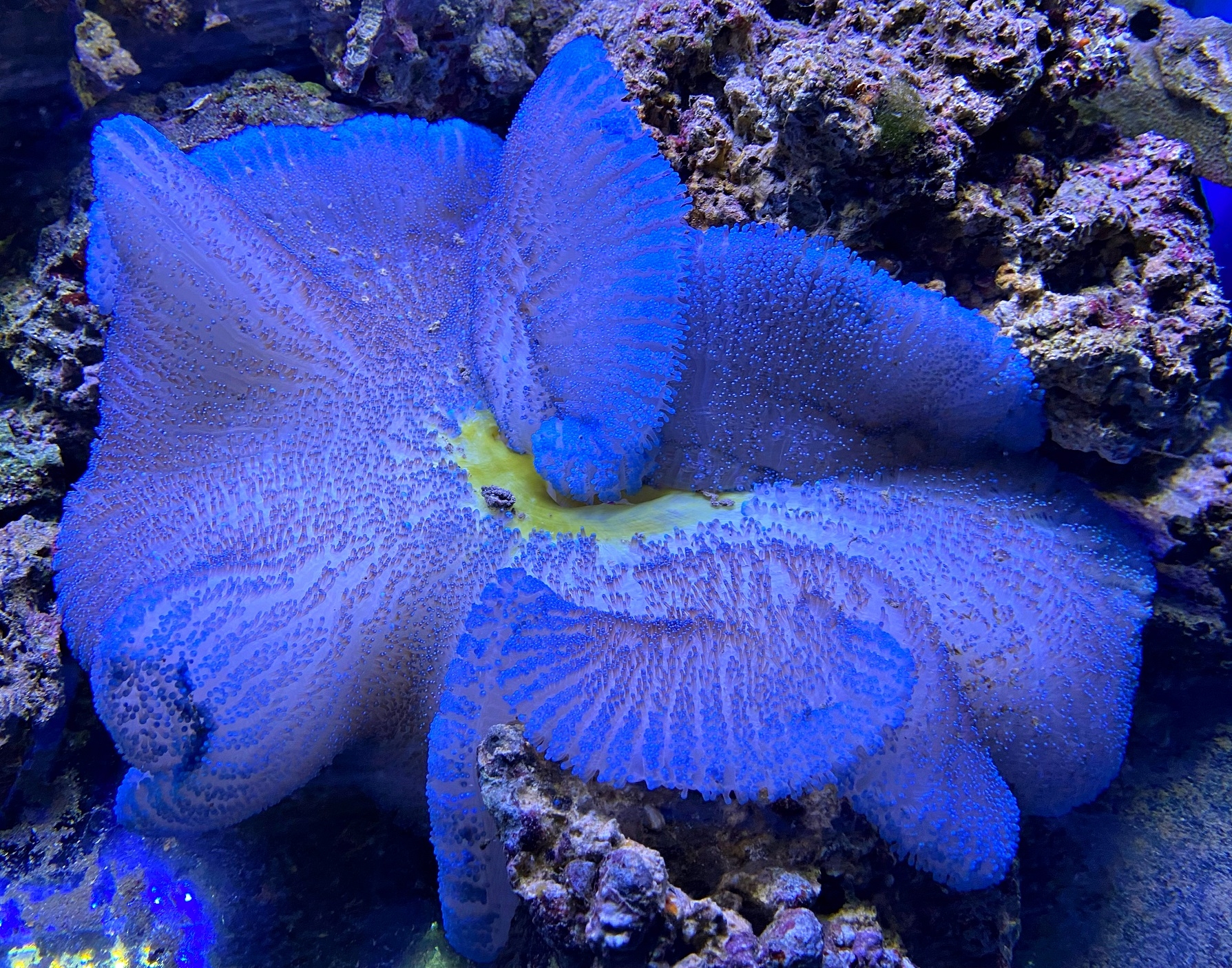 Stichodactyla haddoni Teppichanemone Color Blue - WYSIWYG - XL