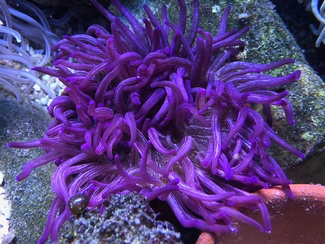 Macrodactyla doreensis Korkenzieher-Anemone purple 