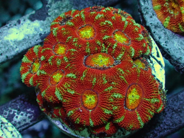 Acanthastrea lordhowensis - Großpolypige Steinkoralle - Color flash - WYSIWYG 13