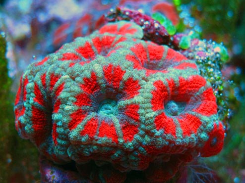 Acanthastrea lordhowensis Großpolypige Steinkoralle