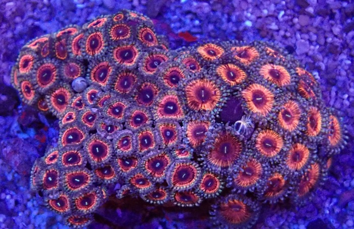 Zoanthus  - Krustenanemone - WYSIWYGzoa2