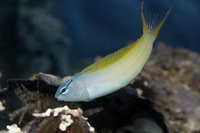 Meiacanthus atrodorsalis - Augenstreifen-Säbelzahnschleimfisch