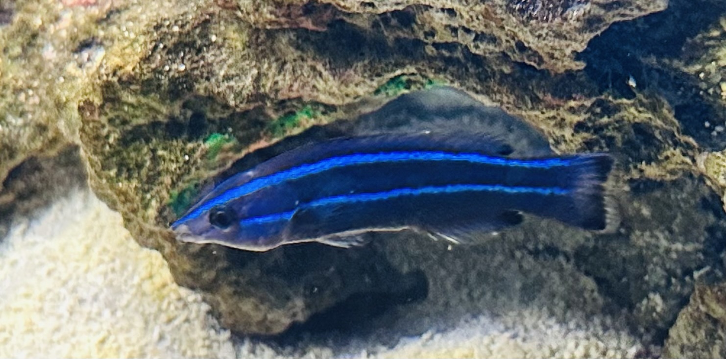 Larabicus quadrilineatus - Arabischer Putzerlippfisch 