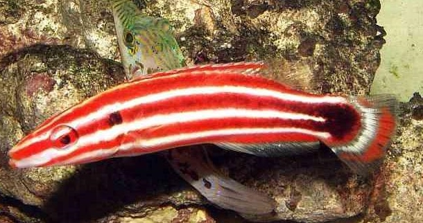 Bodianus sepiacaudus Zuckerstangen-Lippfisch