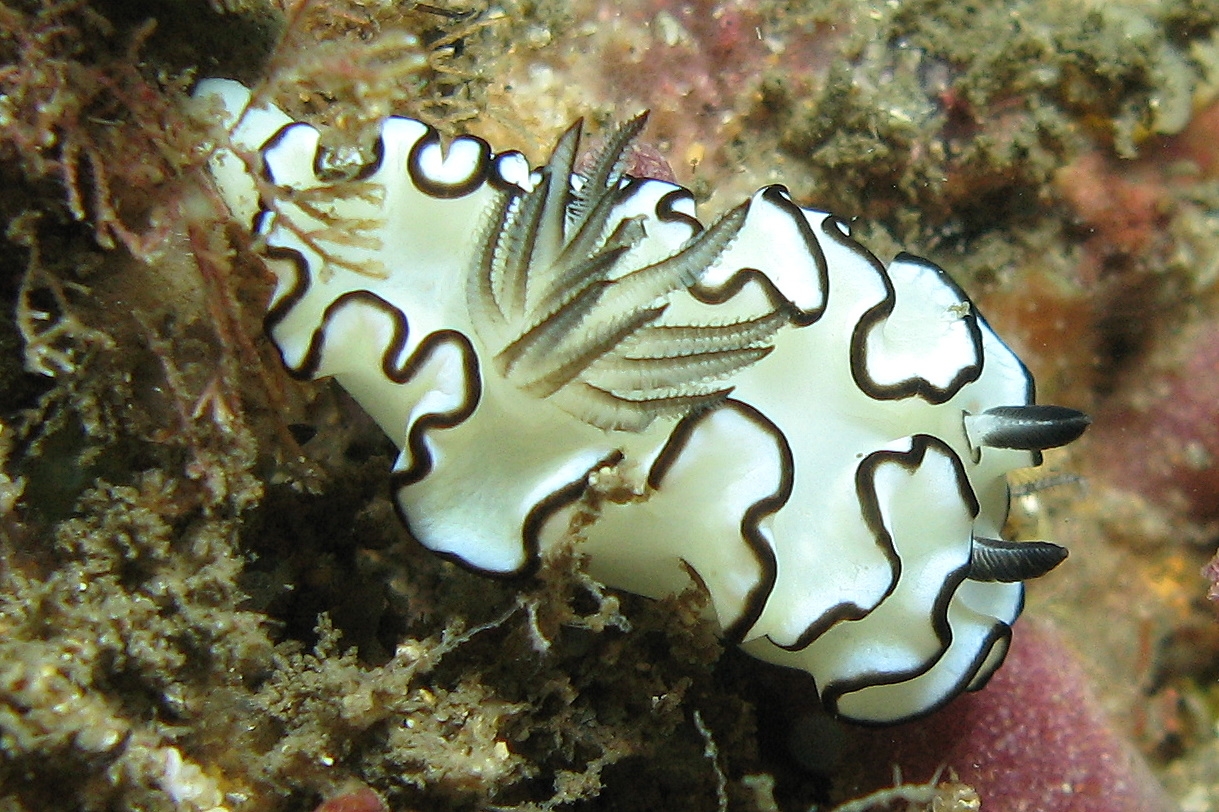  Chromodoris/ Glossodoris spec. - Nacktschnecke