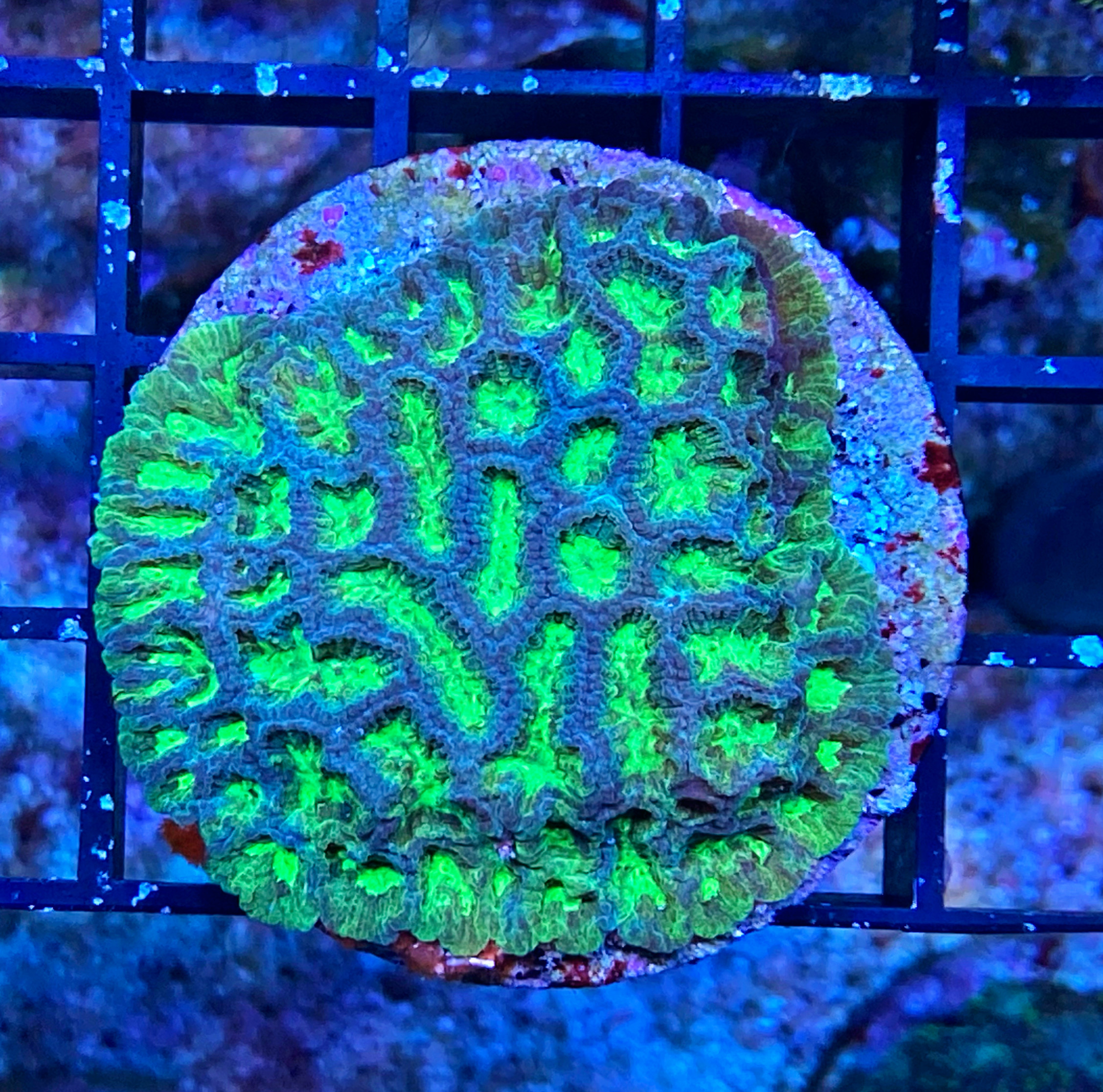 Platygyra spec.- Steinkoralle WYSIWYG1b