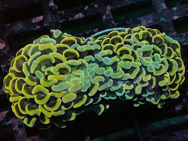 Euphyllia ancora - Hammerkoralle  - WYSIWYG 105 - Ultra Golden Hammer