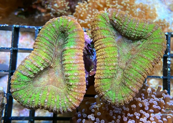 Lobophyllia hemprichii Doldenkoralle