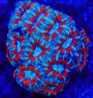 Acanthastrea lordhowensis - Großpolypige Steinkoralle - Red  happiness - WYSIWYG 